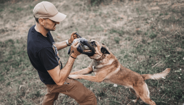 犬　噛み癖　トレーニング